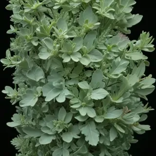 sage green bg