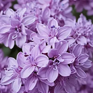 lilac wallpaper iphone