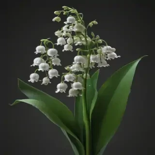 lily of the valley png