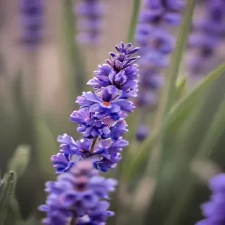 lavender iphone wallpaper