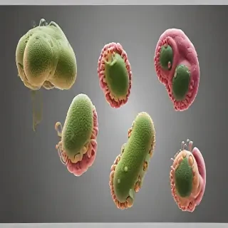 bacteria png