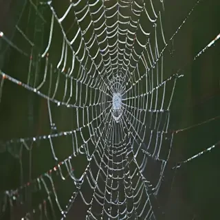 spiderweb