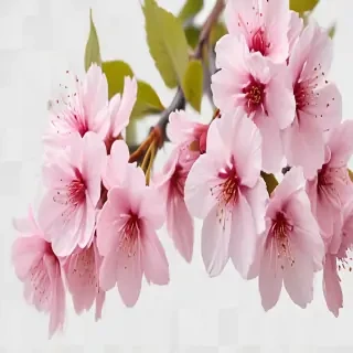 cherry blossoms png