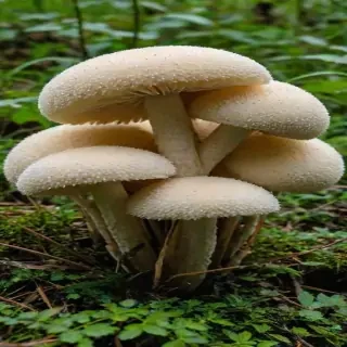 puffball mushroom