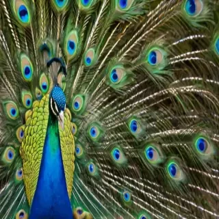 peacock feather images