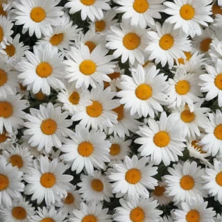 daisies png