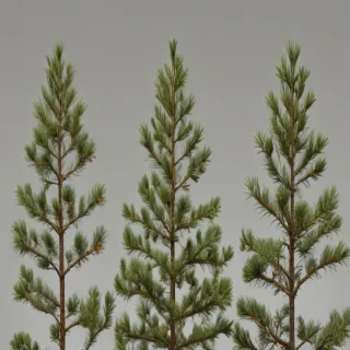 pine tree transparent