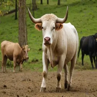 bull pictures