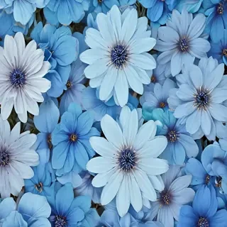 blue flower background