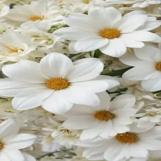 flower background white