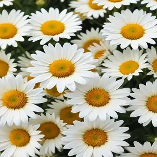 daisy flower wallpaper