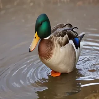duck png