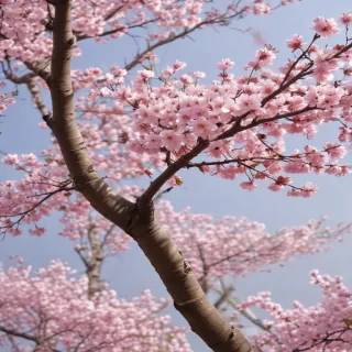 sakura blossom wallpaper