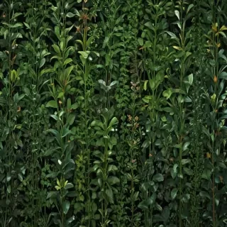 zoom background plants