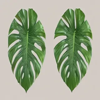 monstera png