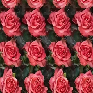 roses in background