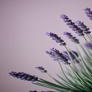 lavender wallpaper aesthetic