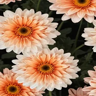 chrysanthemum png
