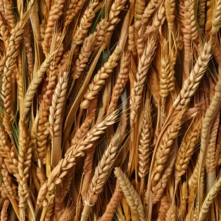 wheat png