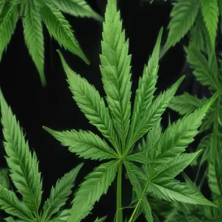 marijuana leaf transparent background