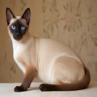 siamese breed
