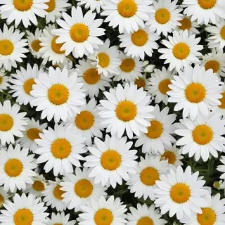daisy wallpaper for desktop