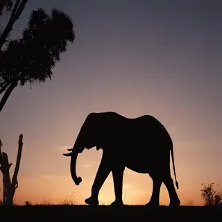 elephant silhouette