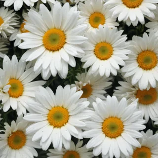 daisy desktop wallpaper
