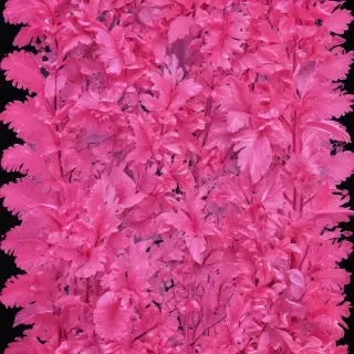 neon pink bg