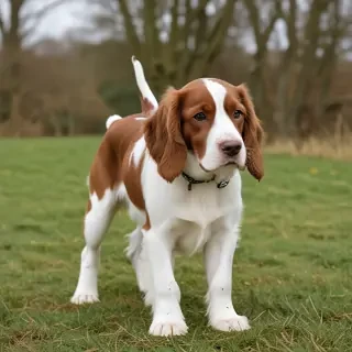 welsh springer spaniel