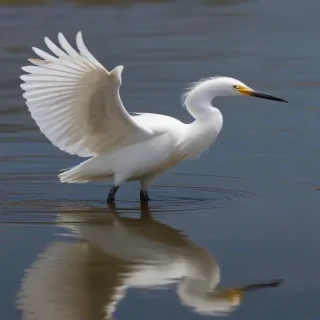 snowy egret