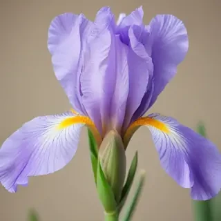 iris flower