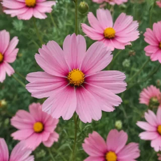 cosmos flower