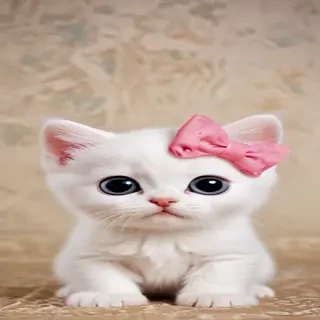 wallpaper kitty