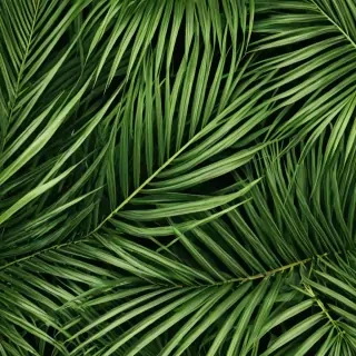 palm tree leaf png