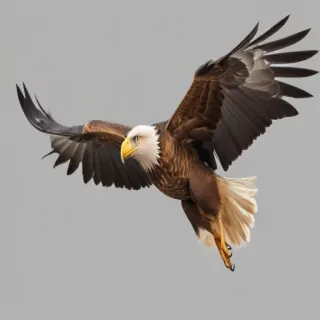 eagle fly png