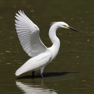 snowy egret