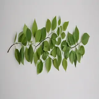circle with leaves