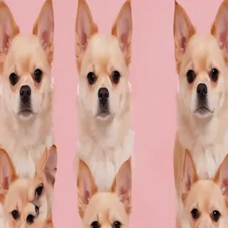 aesthetic dog wallpaper