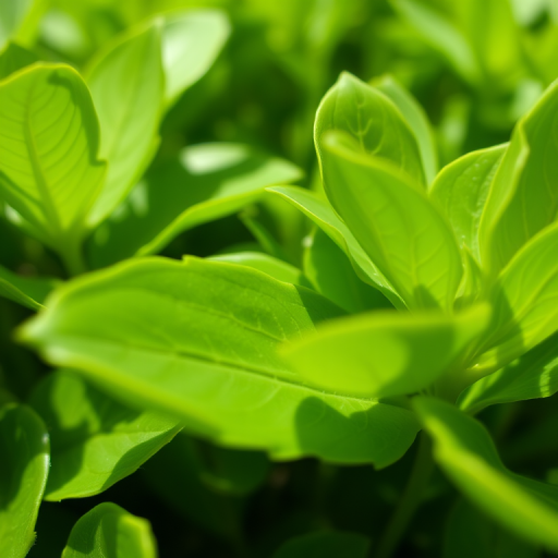 Close-up of lush green foliage, natural lighting, macro lens, f/2.8 aperture, ISO 100, shutter speed 1/200, captured with a DSLR camera.