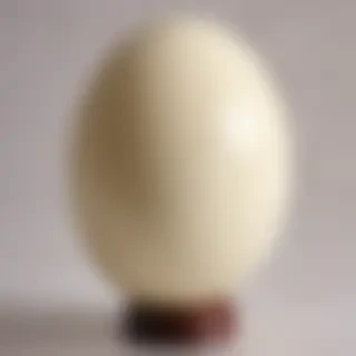 ostrich egg