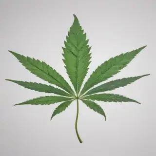 marijuana leaf transparent background