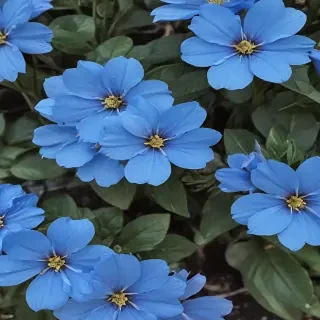 blue flowers aesthetic
