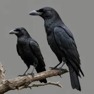 crows png