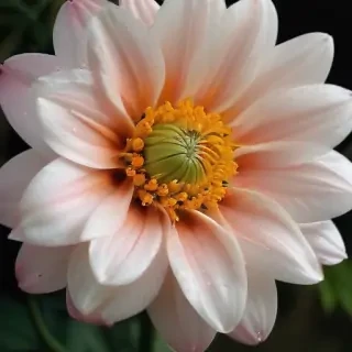 flower phone wallpaper