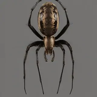 spider png