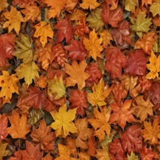 fall leaves