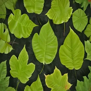 leaf backgrounds