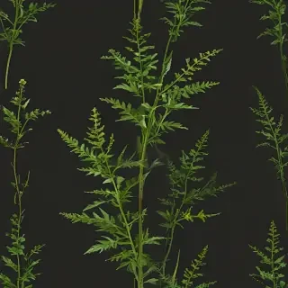 weeds png