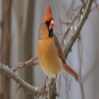 female cardinal